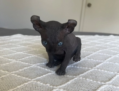 Felix Sphynx