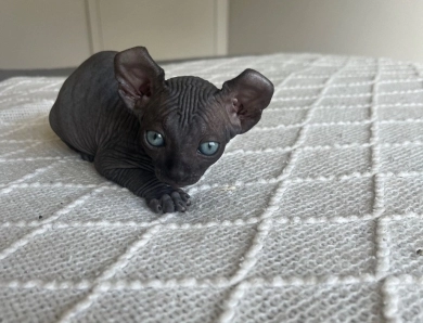 Felix Sphynx