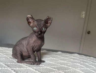Felix Sphynx