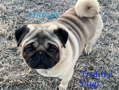 Charge Pug