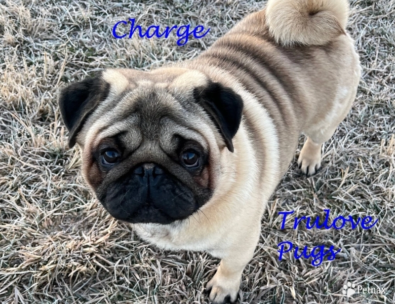 Charge Pug