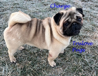Charge Pug