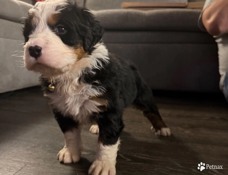 Brown Bernese Mountain Dog