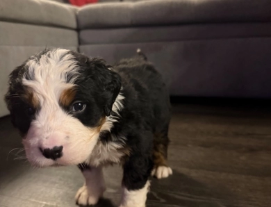 Brown Bernese Mountain Dog