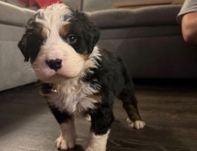 Brown Bernese Mountain Dog