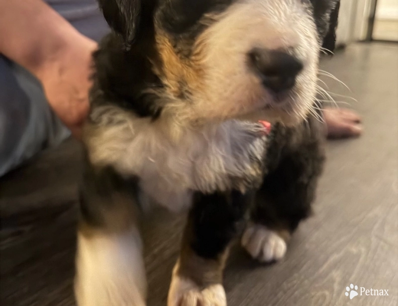 Pink Bernese Mountain Dog