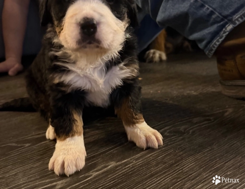 Lime green Bernese Mountain Dog