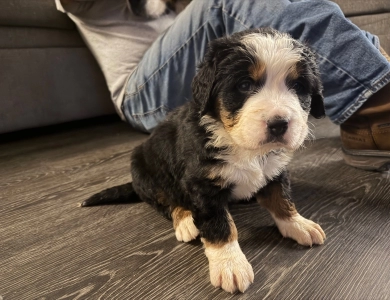 Lime green Bernese Mountain Dog