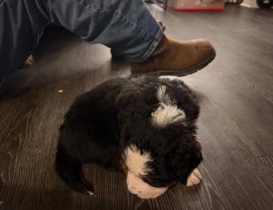 Lime green Bernese Mountain Dog