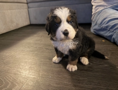 Green Bernese Mountain Dog