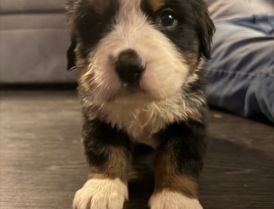 Green Bernese Mountain Dog