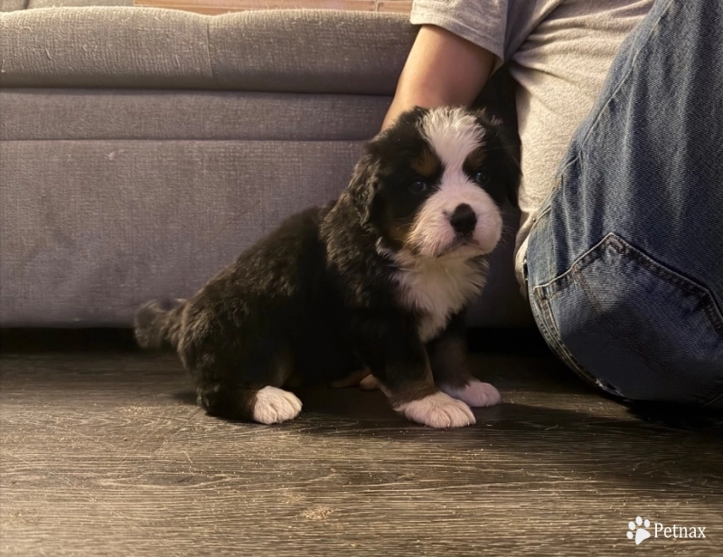 Green Bernese Mountain Dog