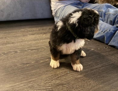 Green Bernese Mountain Dog