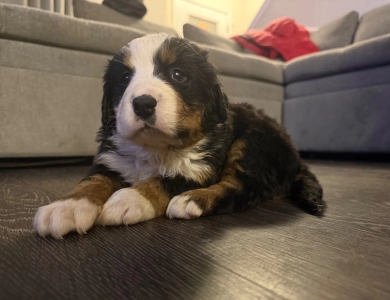 Grey Bernese Mountain Dog