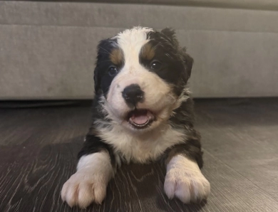 Blue Bernese Mountain Dog