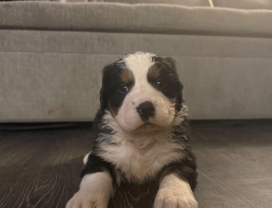 Blue Bernese Mountain Dog