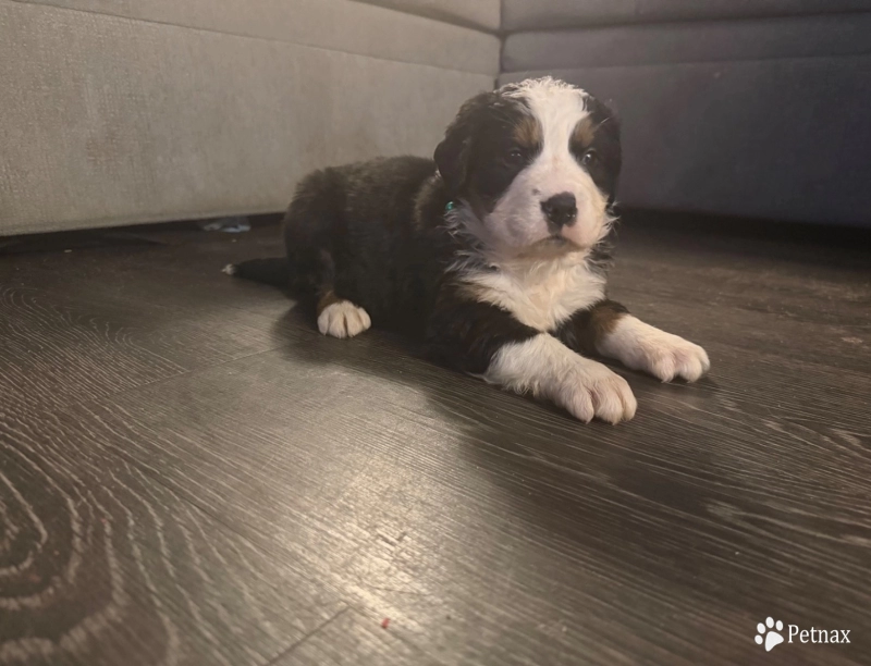 Blue Bernese Mountain Dog