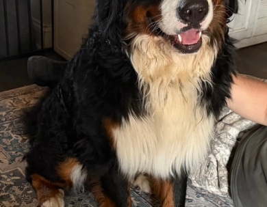 Atlas Atlas Bernese Mountain Dog