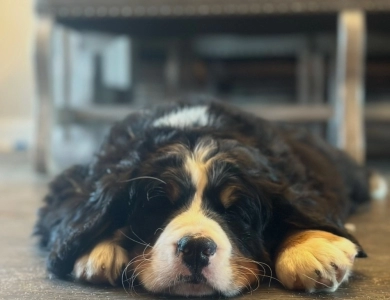 Atlas Atlas Bernese Mountain Dog
