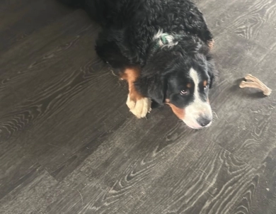 Atlas Atlas Bernese Mountain Dog
