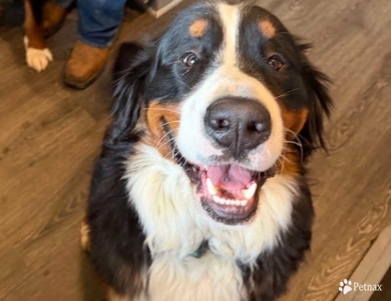Atlas Bernese Mountain Dog