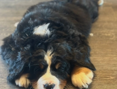 Atlas Atlas Bernese Mountain Dog