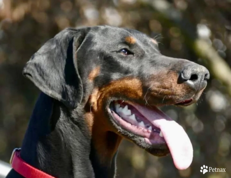 Bosnian Diamond Alpha Doberman Pinscher