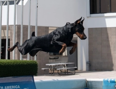 AKC Full Euro Doberman Pinscher