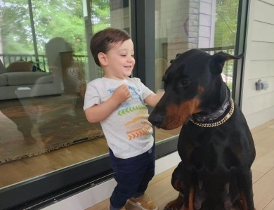 AKC Full Euro Doberman Pinscher