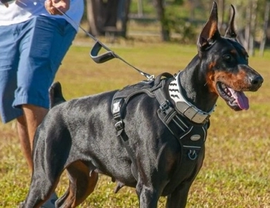 AKC Full Euro Doberman Pinscher