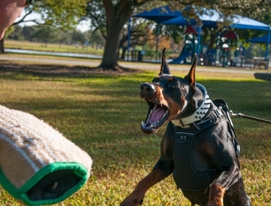 AKC Full Euro Doberman Pinscher