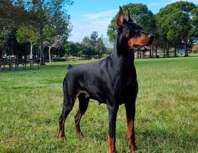 AKC Full Euro Doberman Pinscher