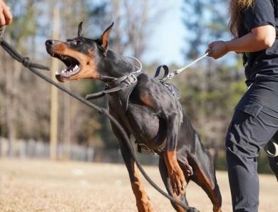 AKC Full Euro Doberman Pinscher