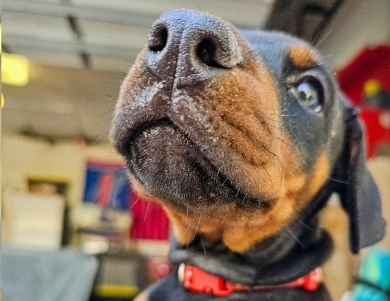 AKC Full Euro Doberman Pinscher