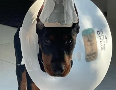 AKC Full Euro Doberman Pinscher