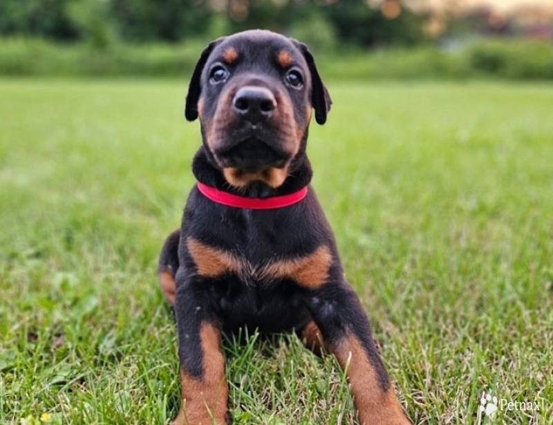 AKC Full Euro Doberman Pinscher