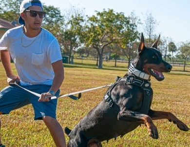 AKC Full Euro Doberman Pinscher