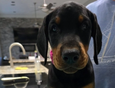 AKC Full Euro Doberman Pinscher