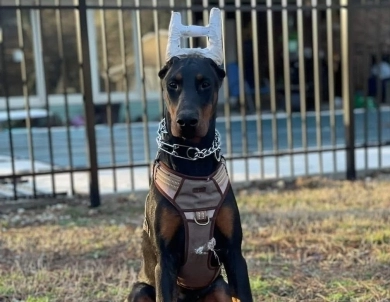 AKC Full Euro Doberman Pinscher