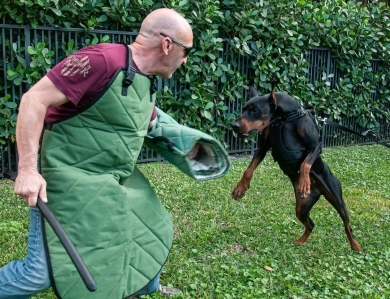 AKC Full Euro Doberman Pinscher