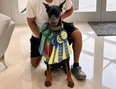 AKC Full Euro Doberman Pinscher