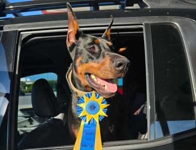 AKC Full Euro Doberman Pinscher