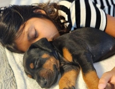 AKC Full Euro Doberman Pinscher