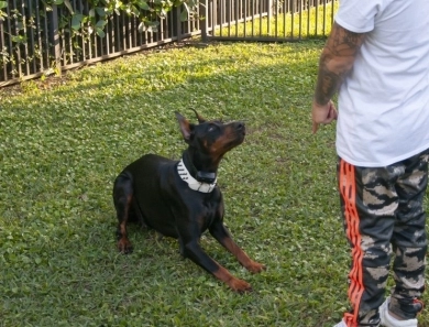 AKC Full Euro Doberman Pinscher