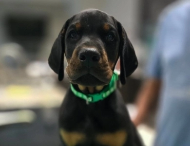 AKC Full Euro  Doberman Pinscher