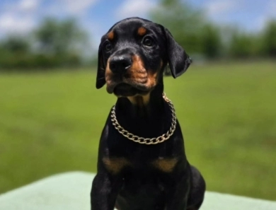 AKC Full Euro  Doberman Pinscher