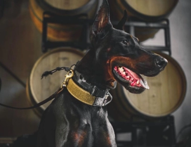 AKC Full Euro  Doberman Pinscher