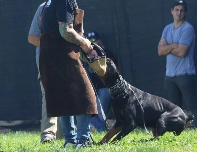 AKC Full Euro  Doberman Pinscher