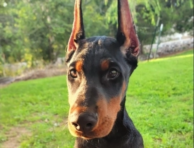 AKC Full Euro  Doberman Pinscher
