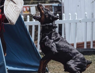 AKC Full Euro  Doberman Pinscher